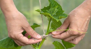 Jak správně svázat skleníkové okurky?